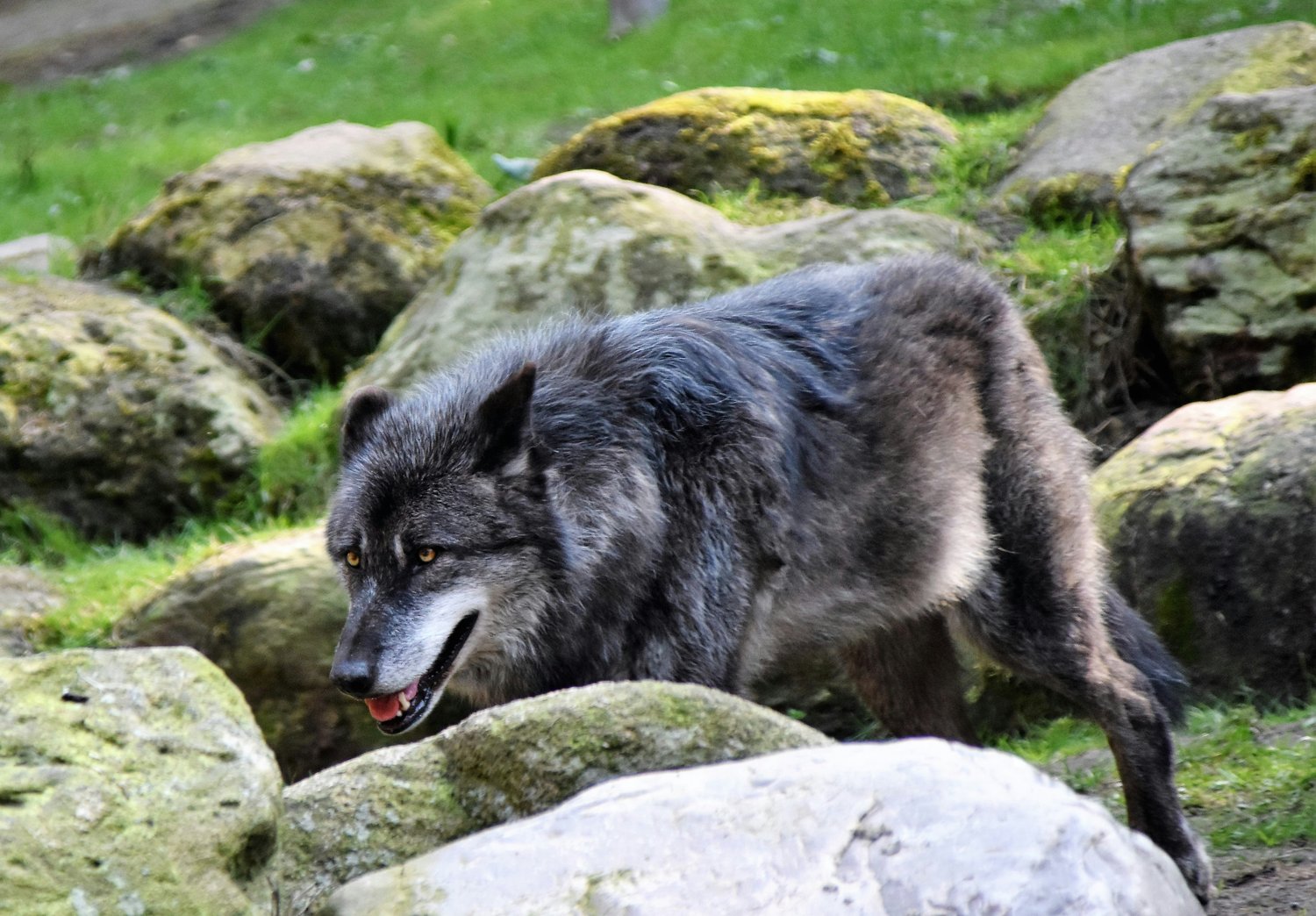 Wildlife jobs conservation careers