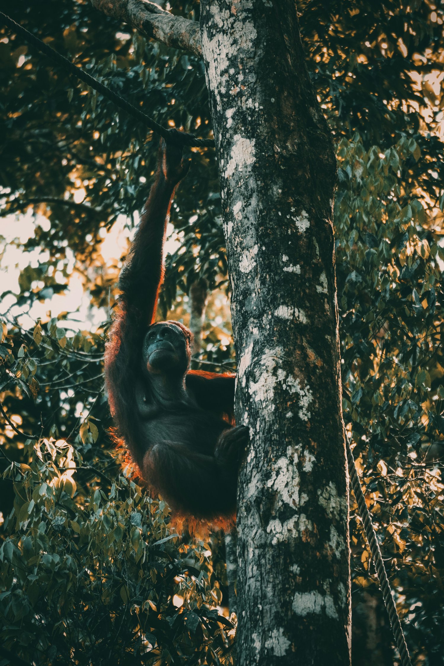 Wildlife jobs conservation careers