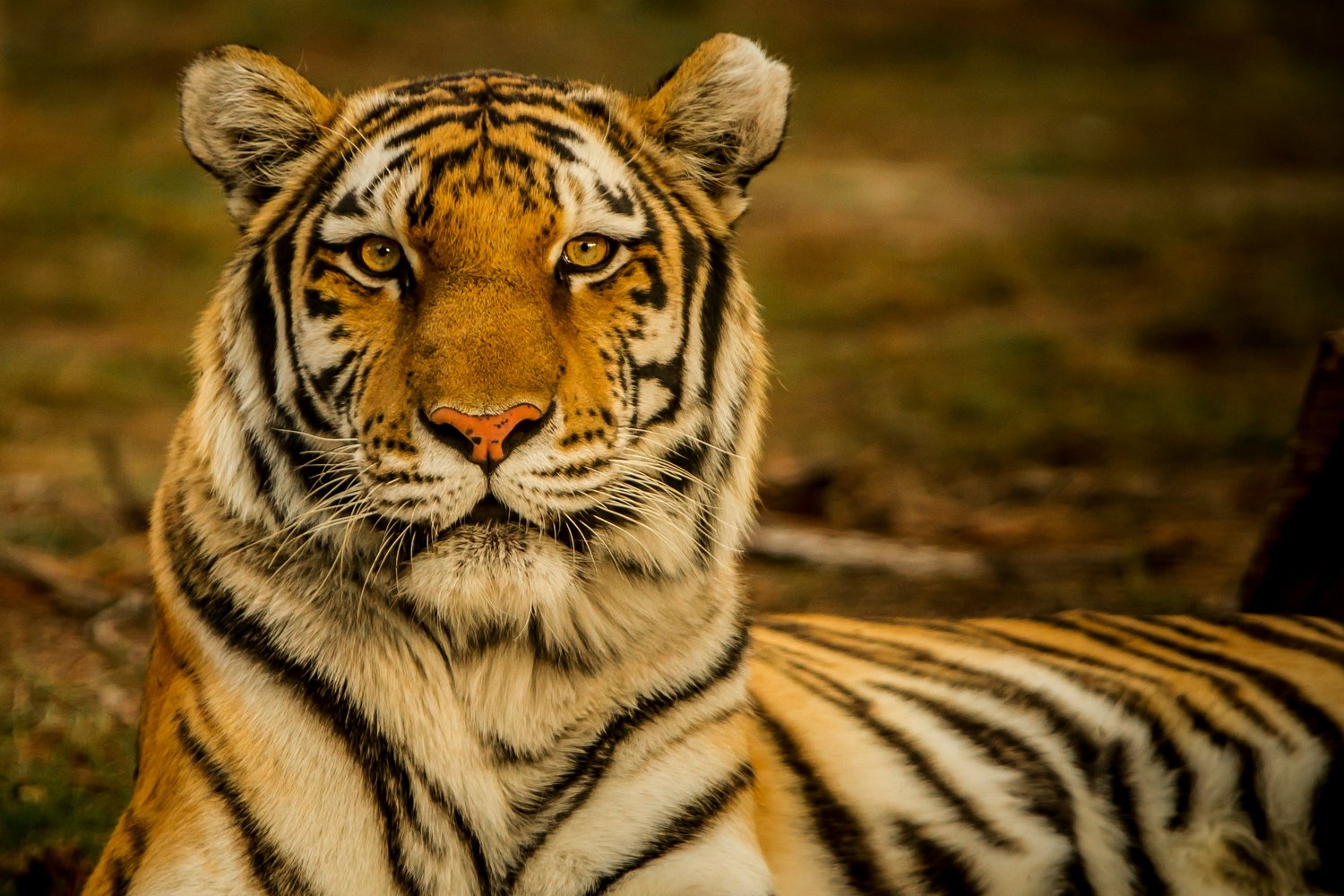 Wildlife jobs conservation careers