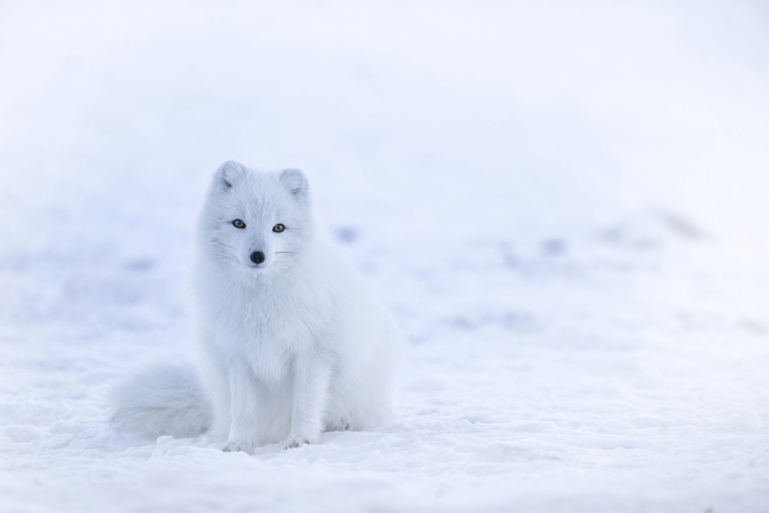Wildlife jobs oonservation careers