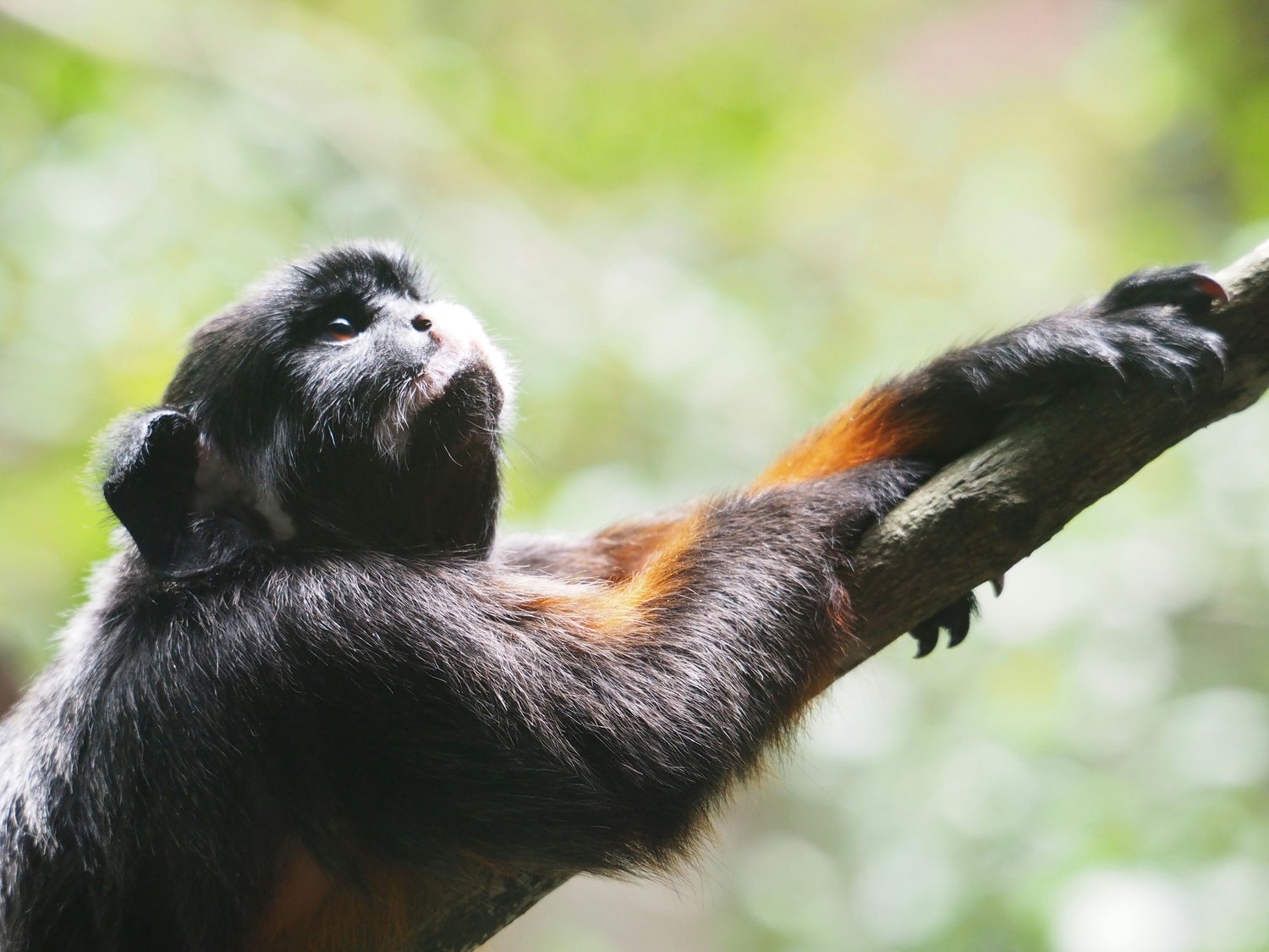 Wildlife jobs conservation careers
