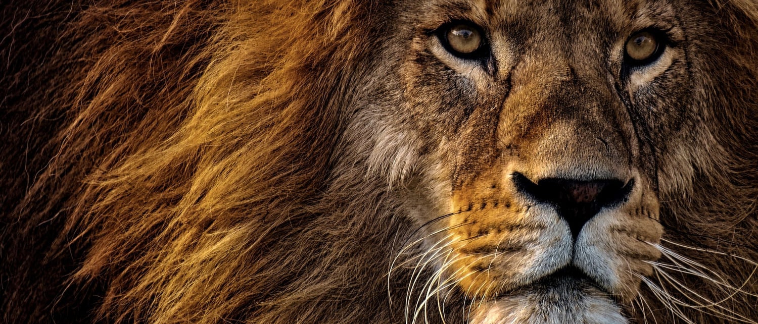 Wildlife jobs conservation careers