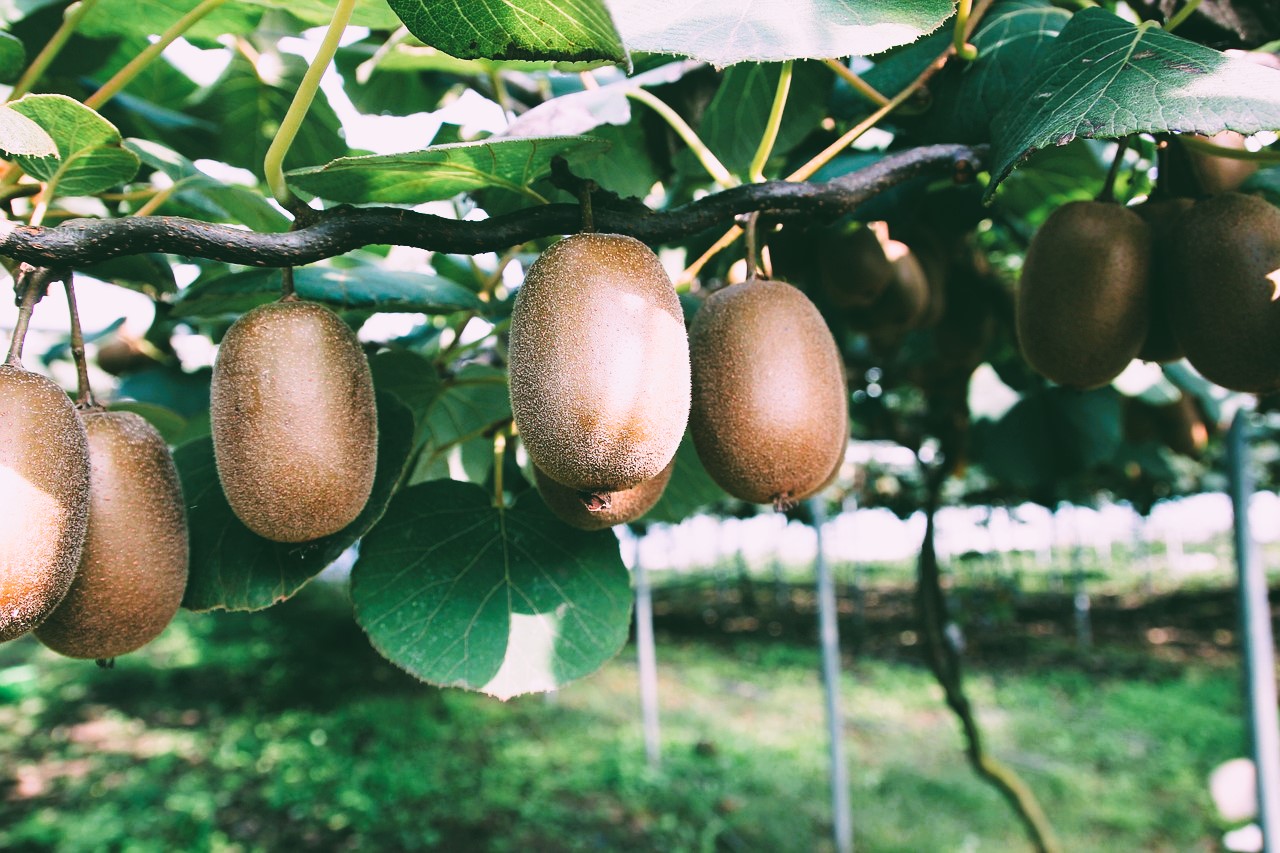 Kiwi, fruta y crisantemo