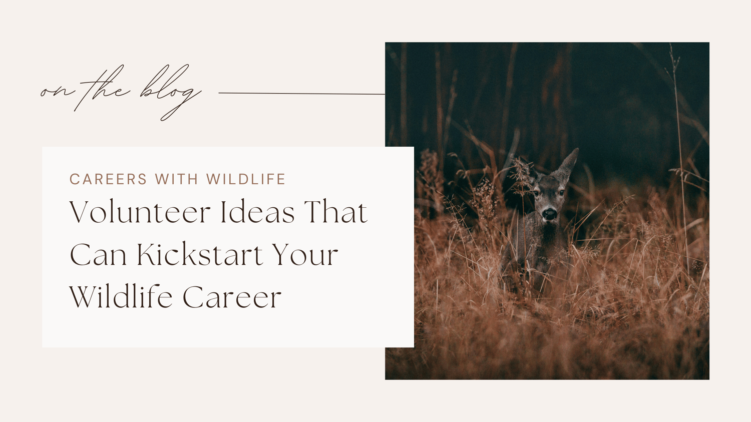 Wildlife jobs conservation careers