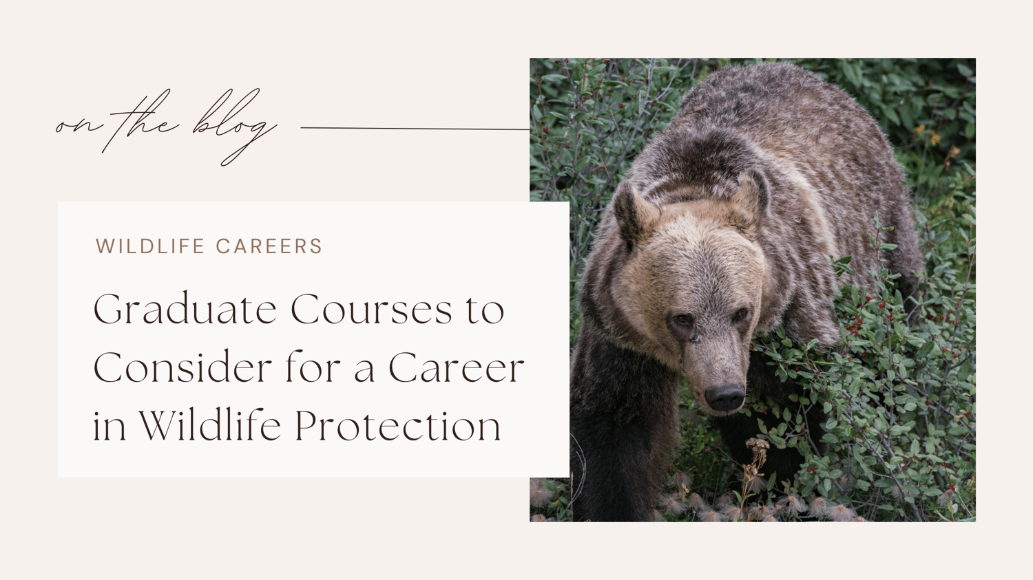 Wildlife jobs conservation careers