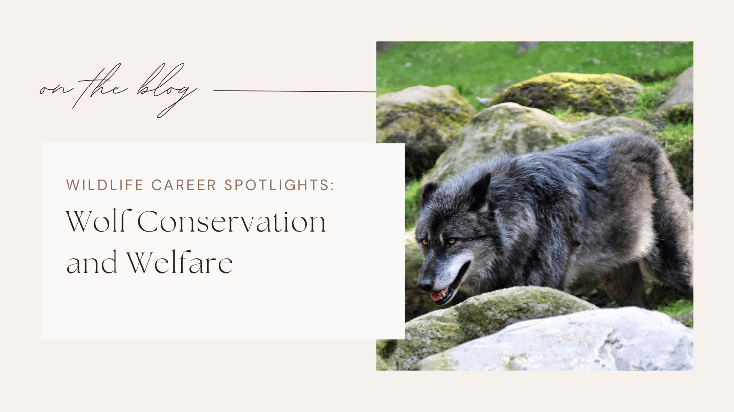 Wildlife jobs conservation careers