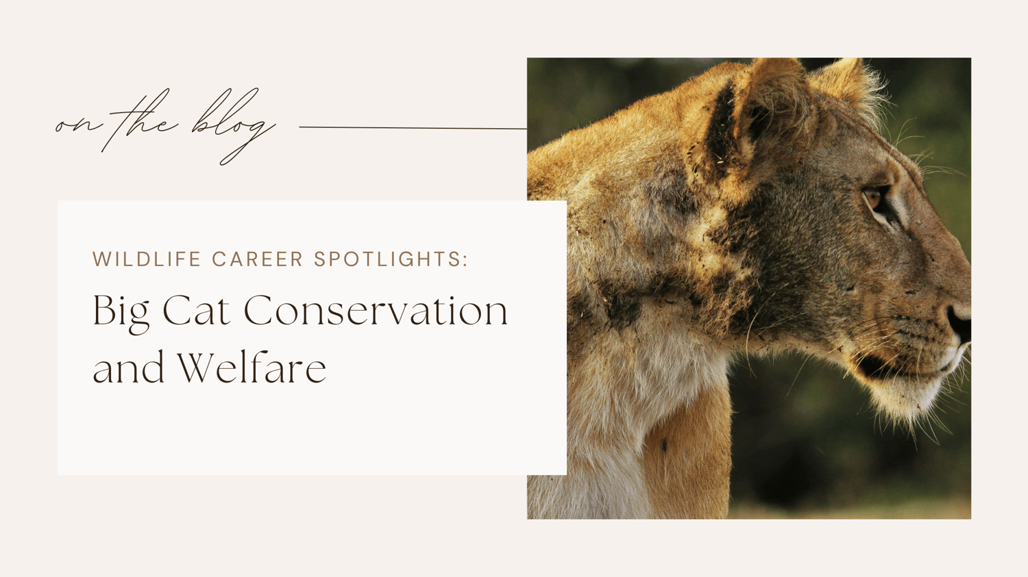 Wildlife jobs conservation careers