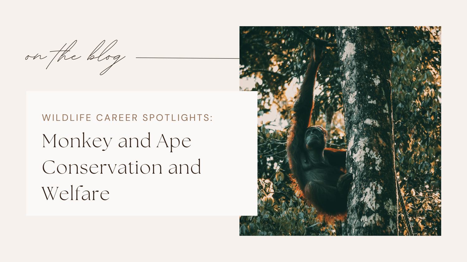 Wildlife jobs conservation and welfare