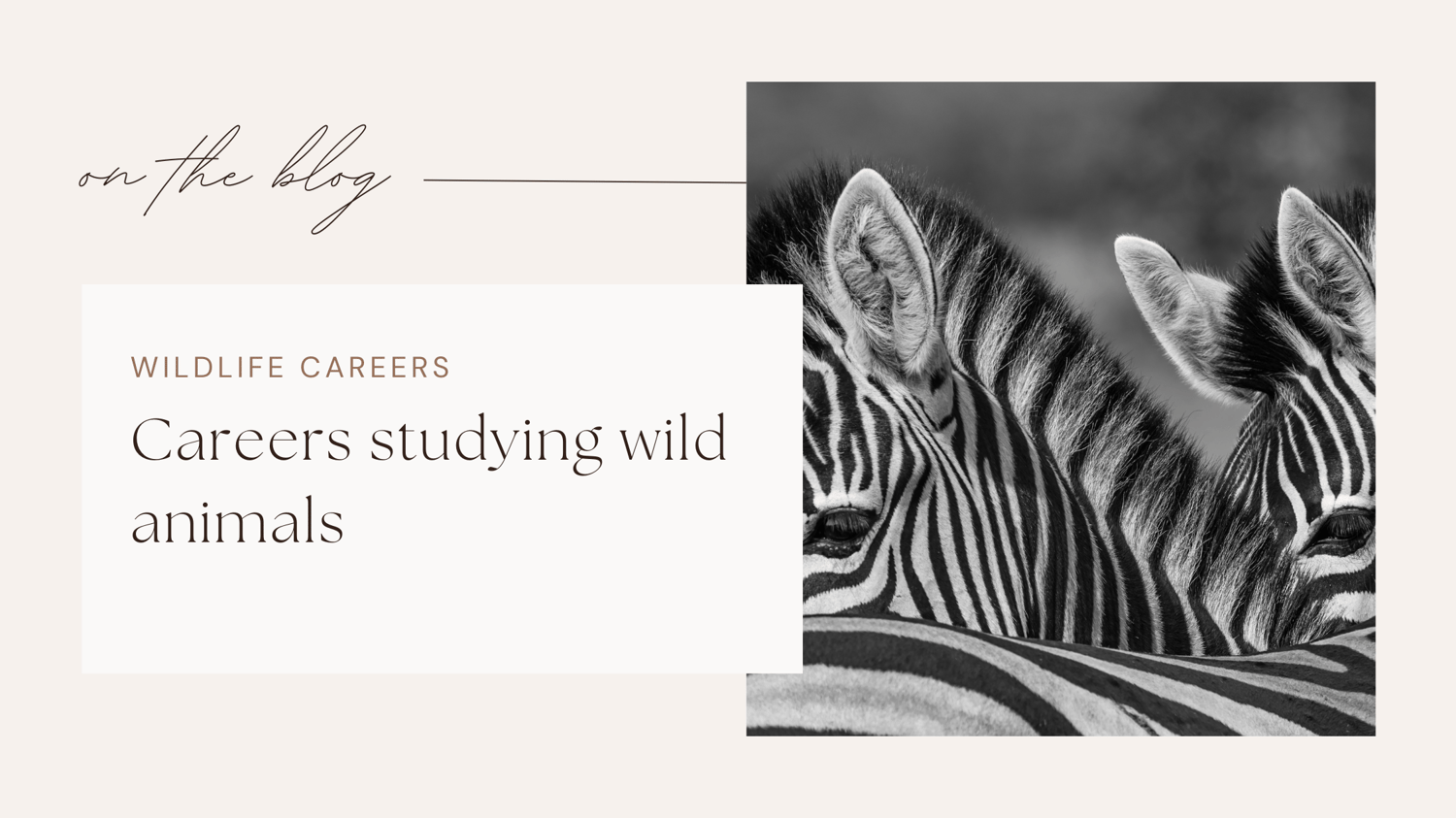 Wildlife jobs conservation careers