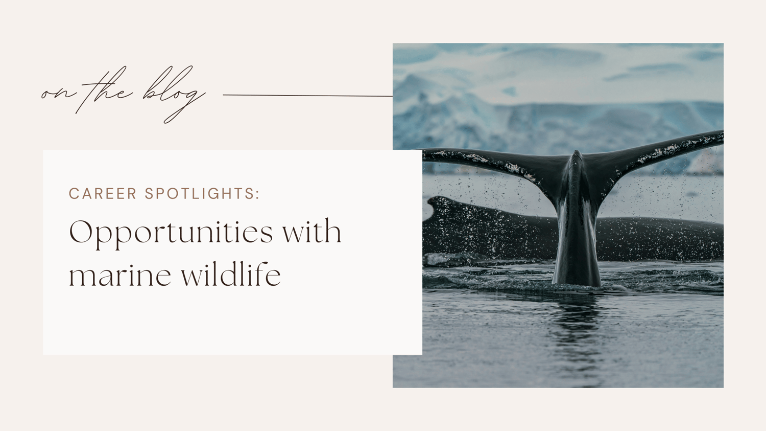 Wildlife jobs conservation careers