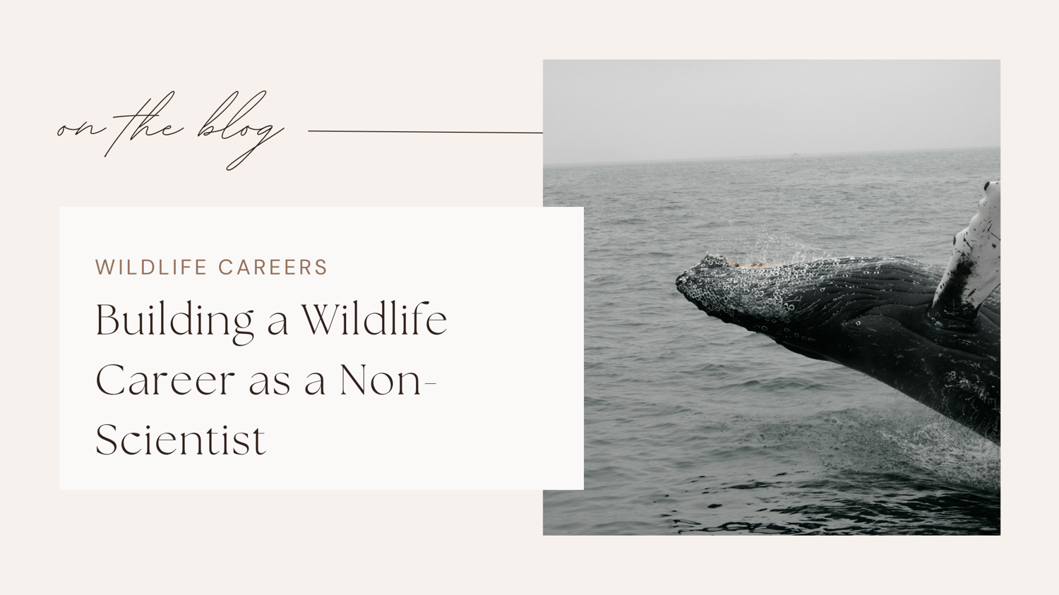 Wildlife jobs conservation careers