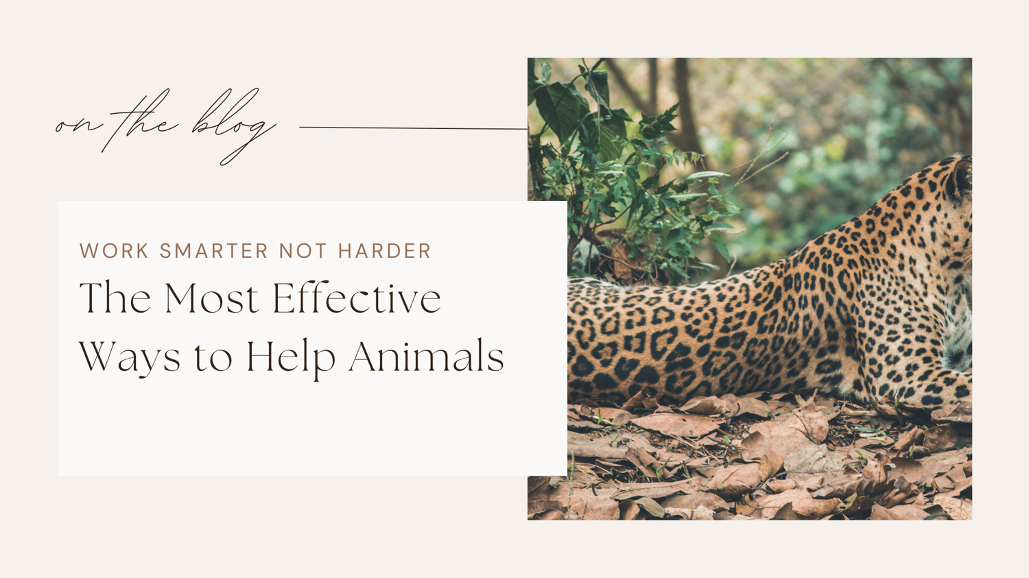 Wildlife jobs conservation careers