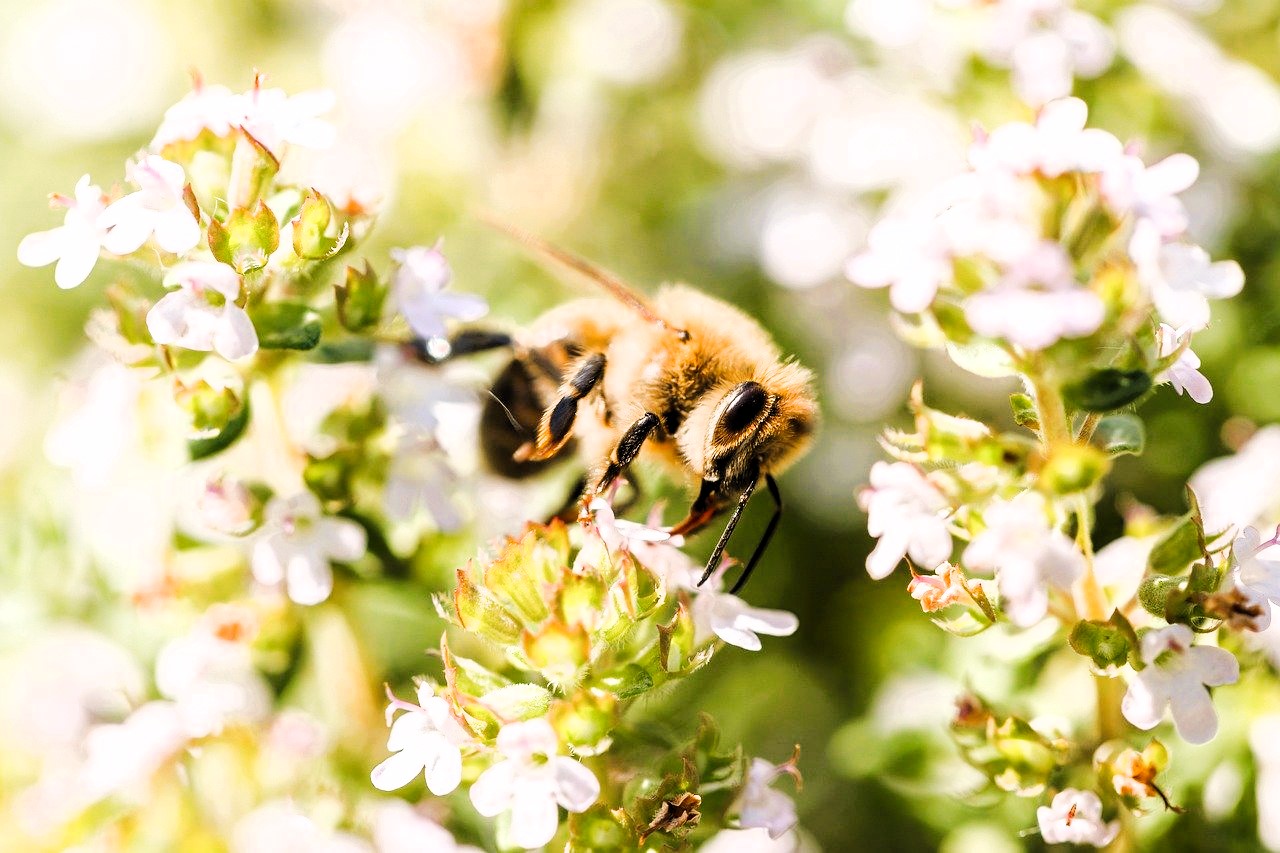 Abeja, insecto y flores