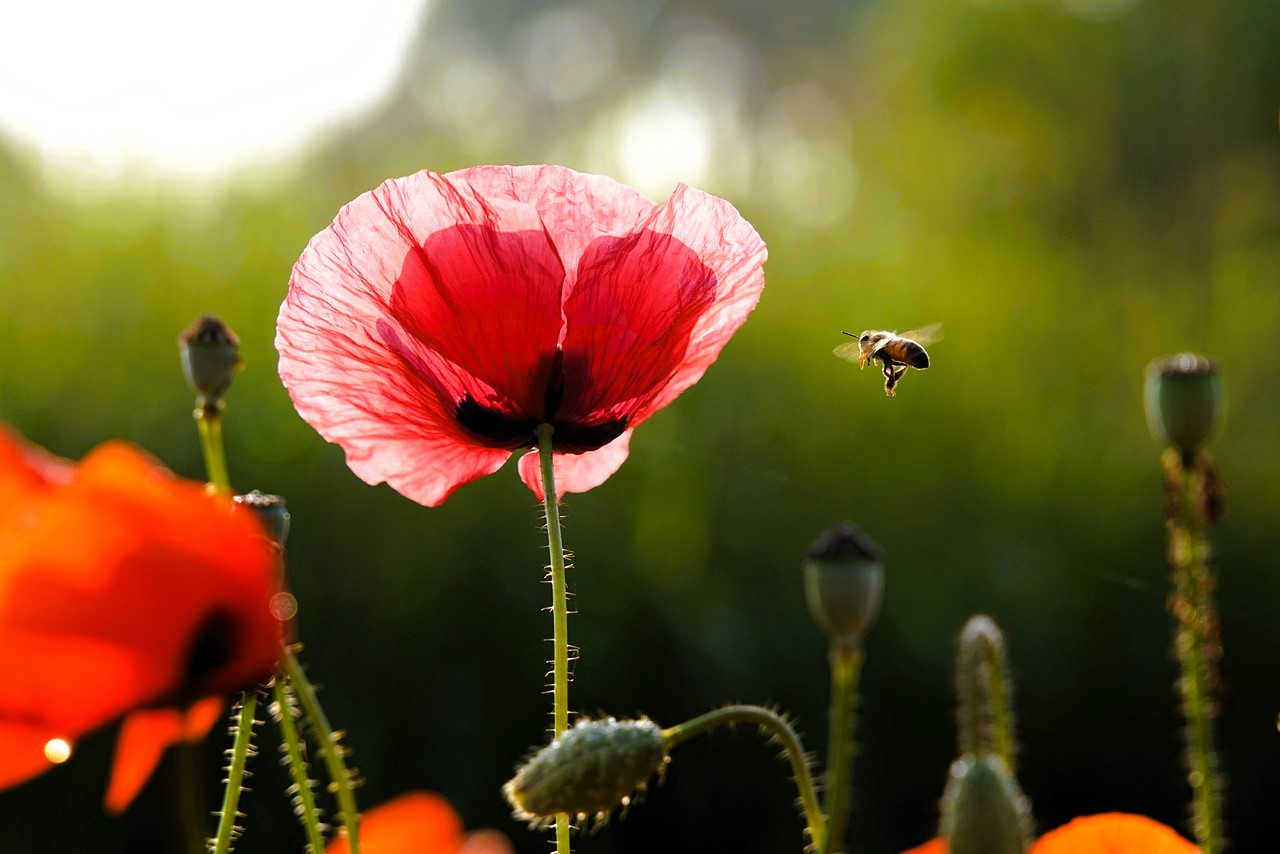 Flores-campo-abeja
