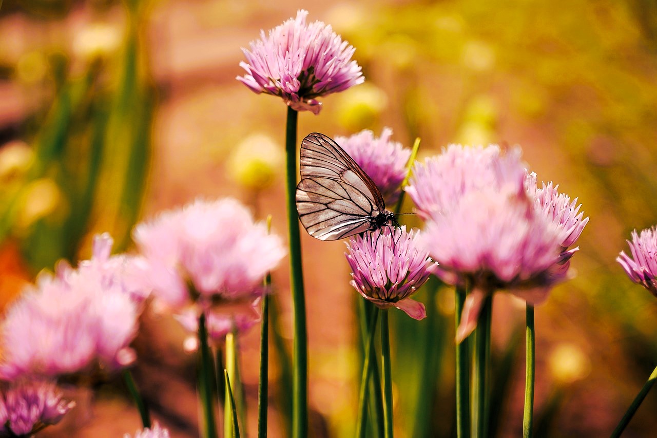 El verano, naturaleza, flores, mariposa