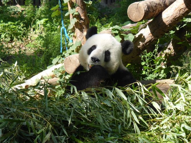 panda chengdu china
