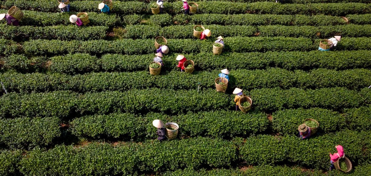 Explore the world of tea. Green, white, black, and oolong teas are rich in flavan-3-ols and flavonols, with green tea offering the highest levels for optimal health benefits.