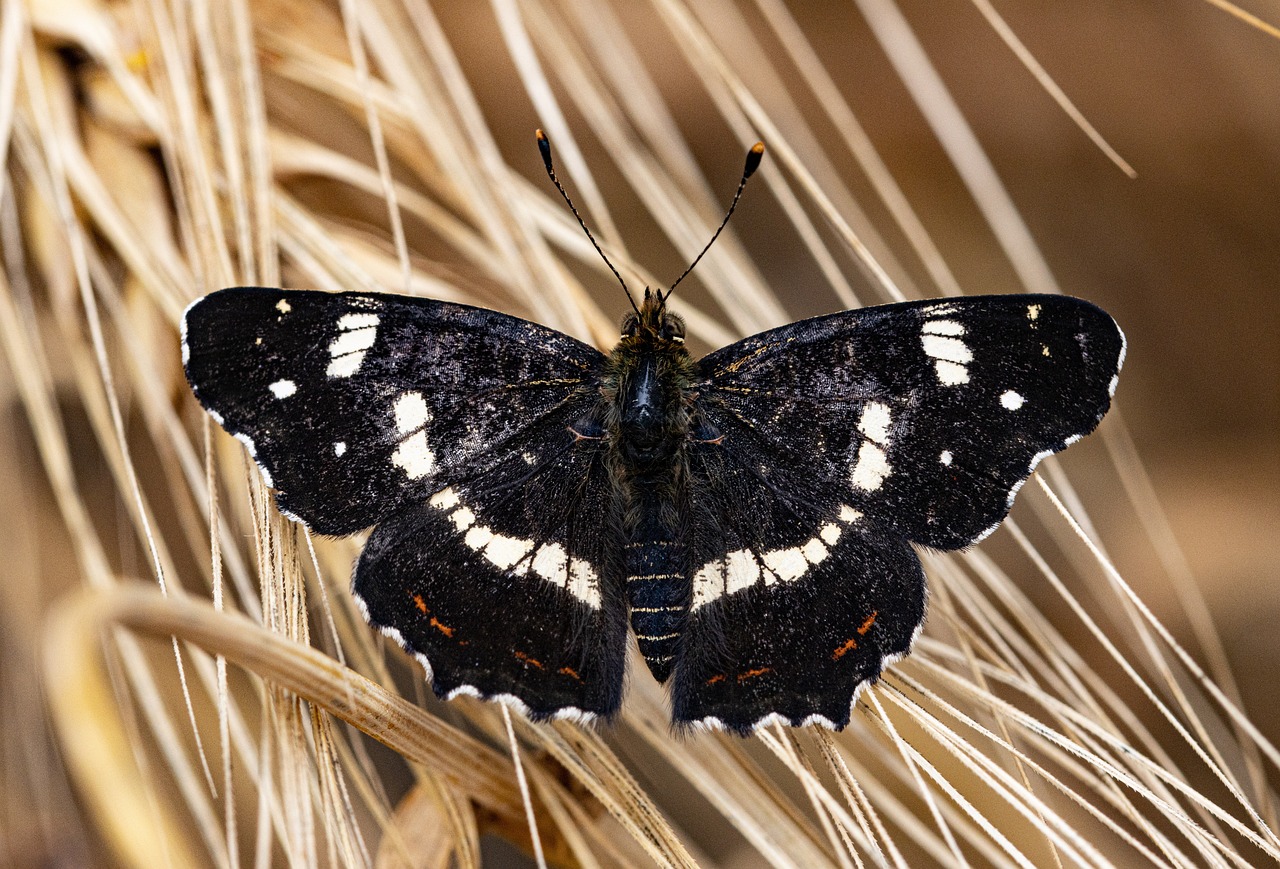 Mariposa, campo de cebada