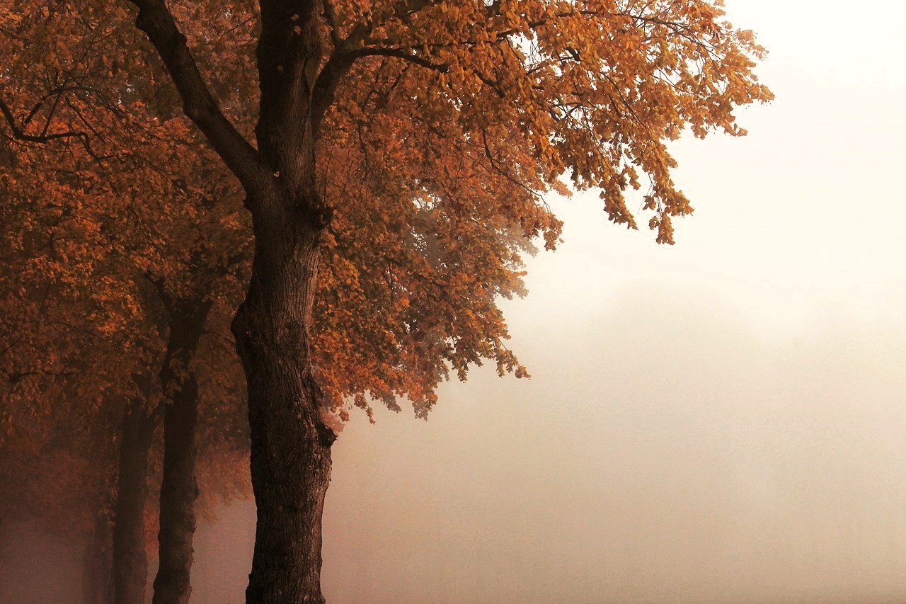 Otoño dorado