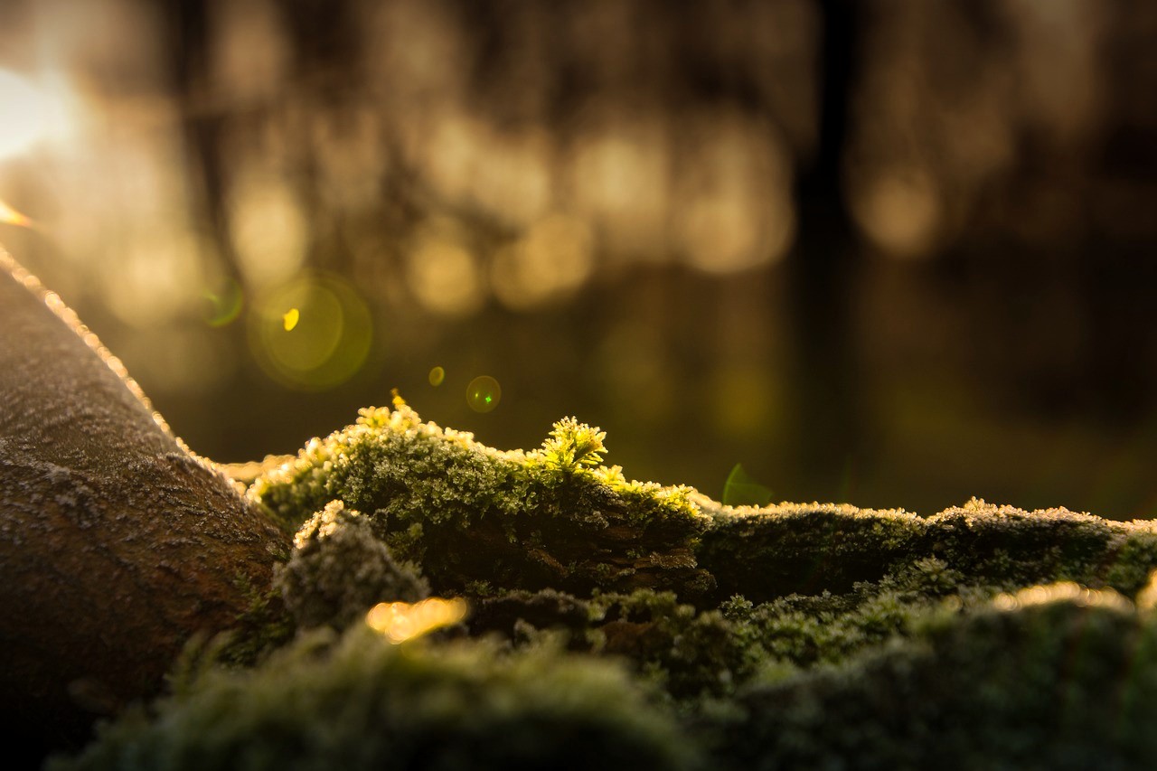 Musgo, escarcha y bosque
