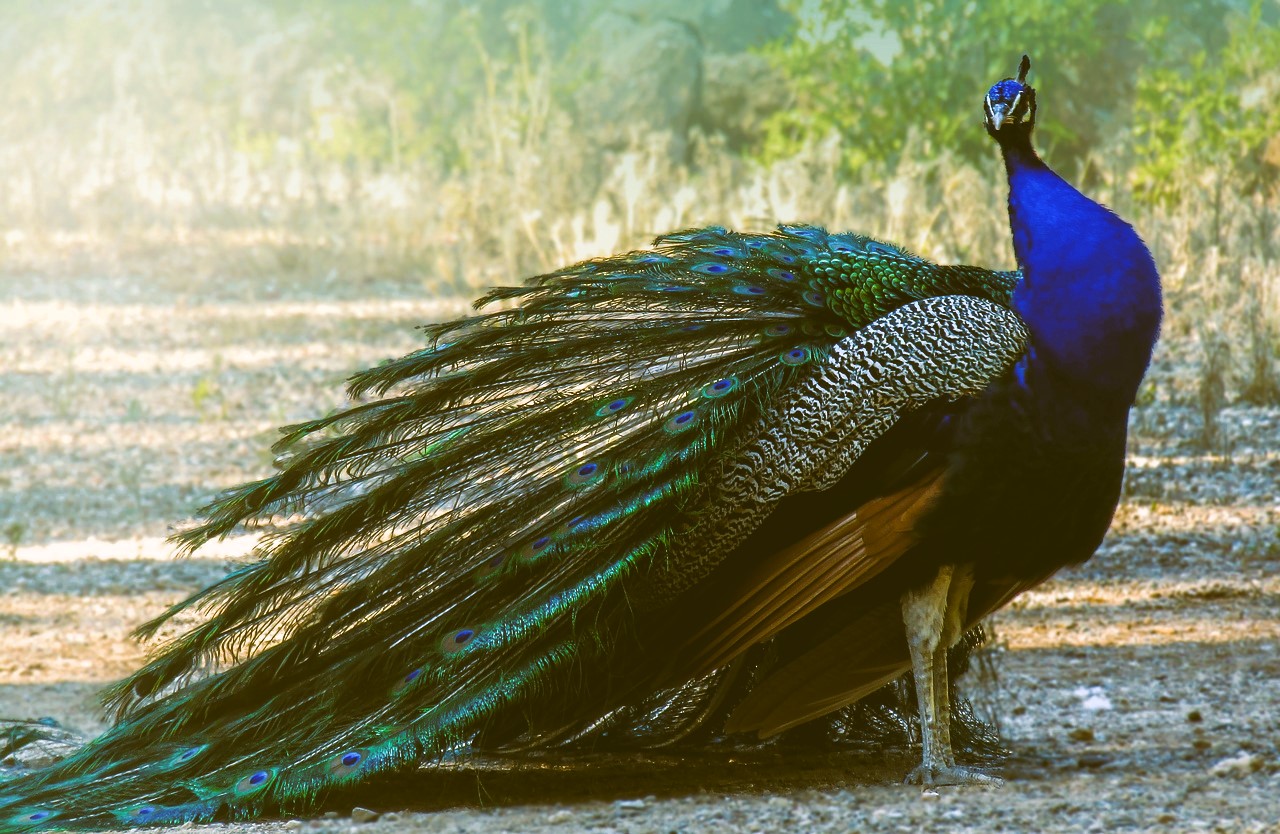 Pavo real, pavo y ave