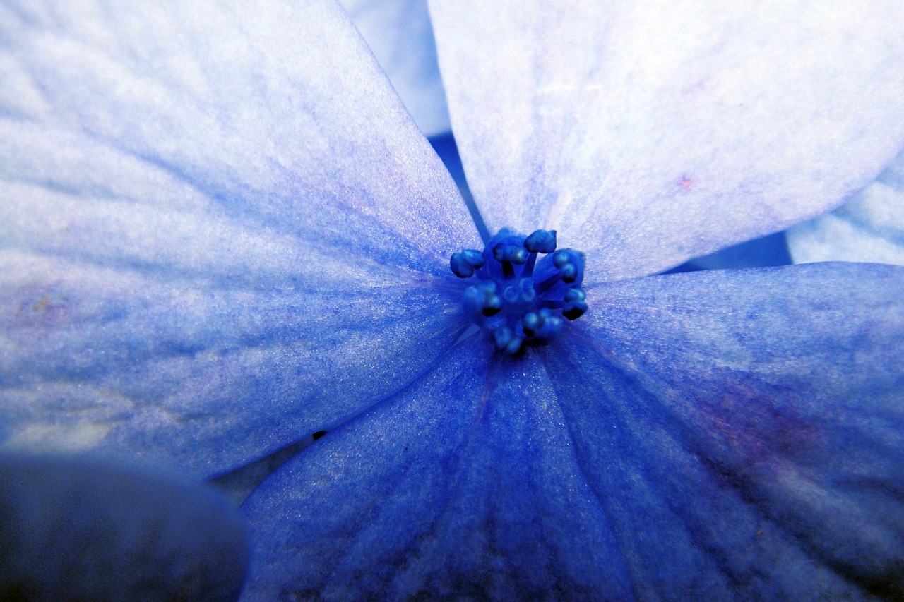 Flor azul