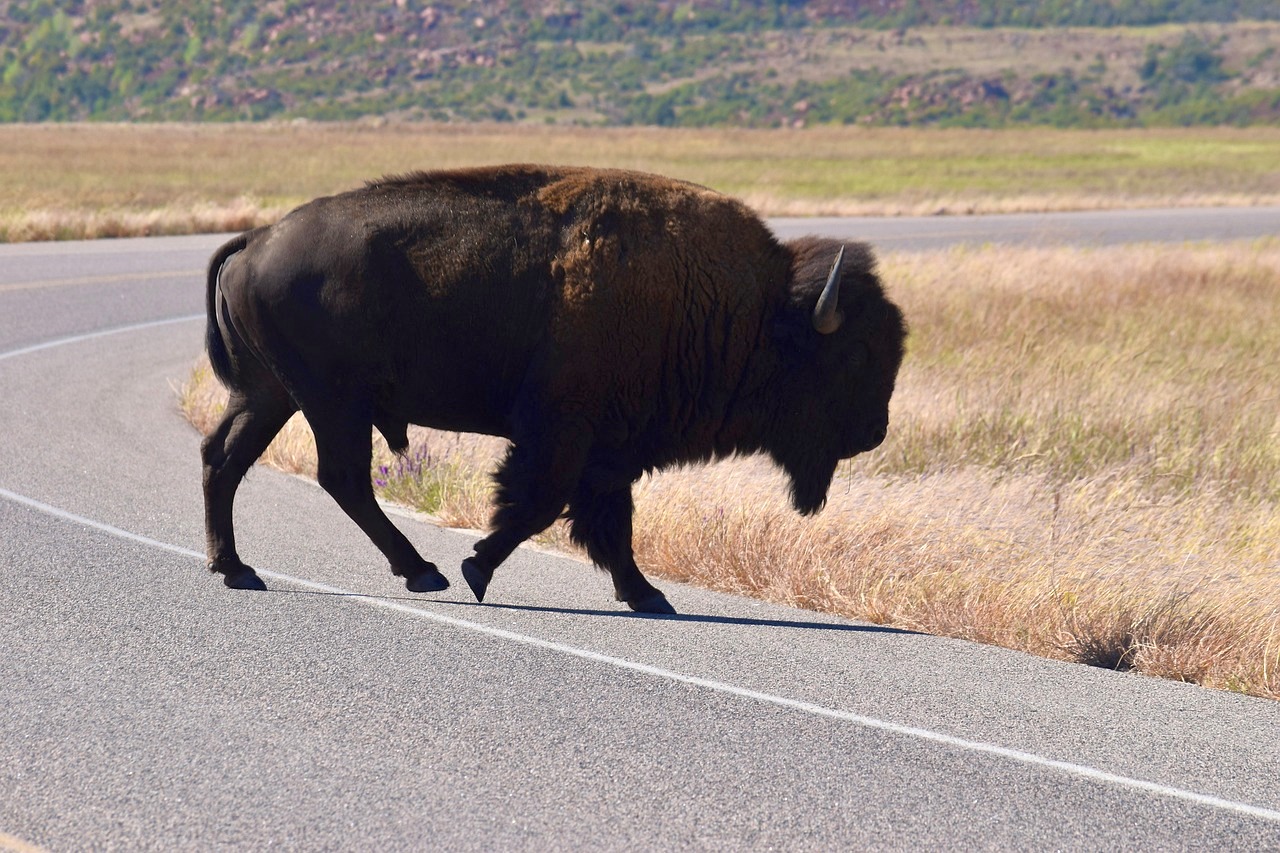 Búfalo, animal y carretera