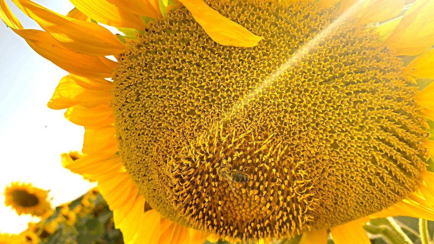 Engaging Social Media Ads with photos