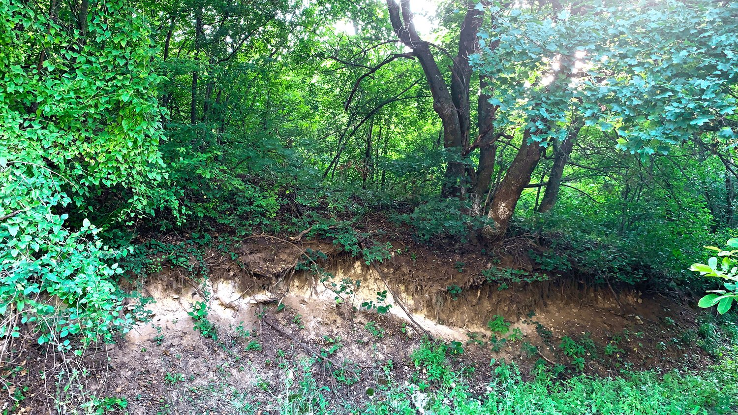 nature inspired web design