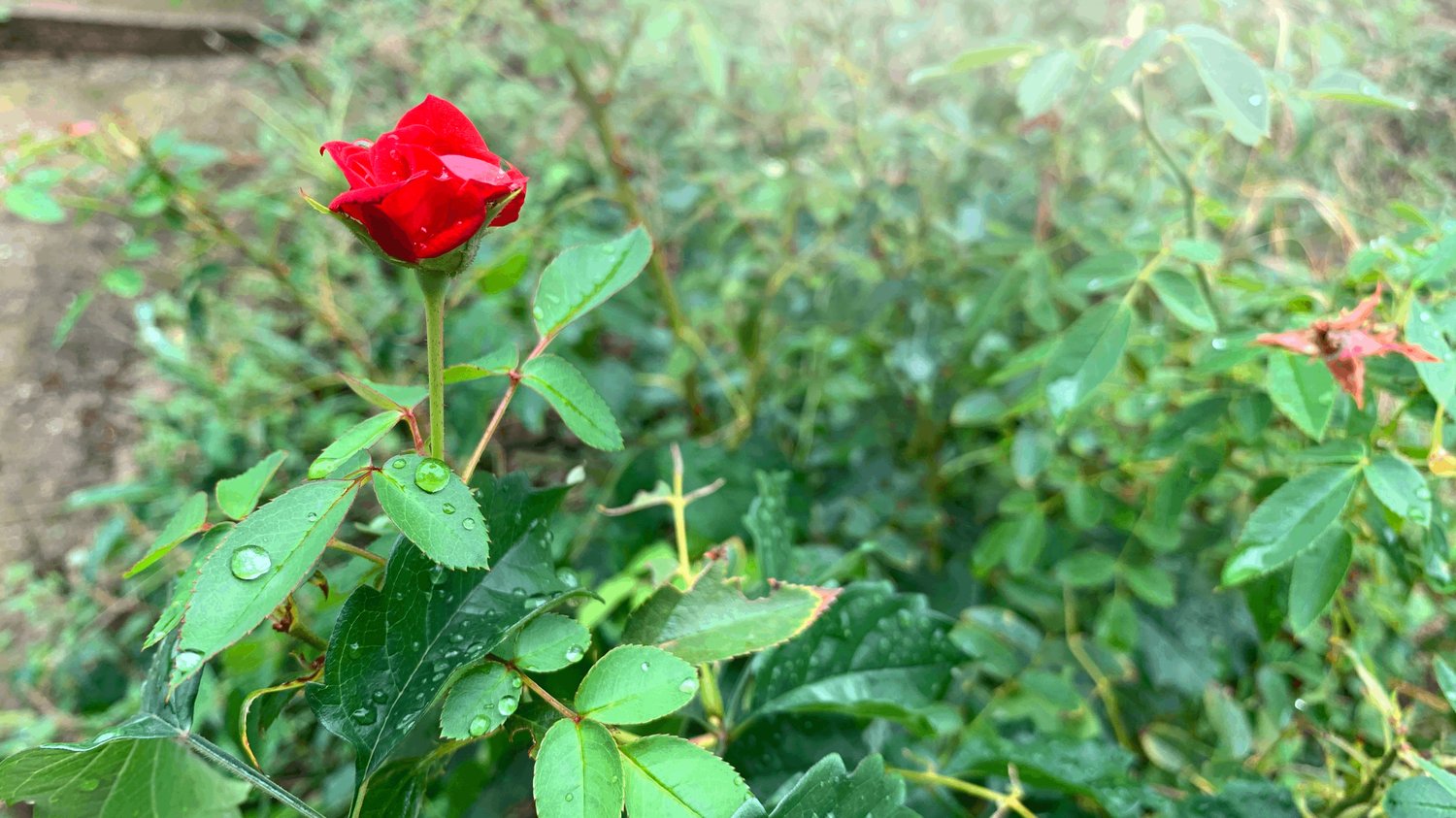 how to edit images in photoshop