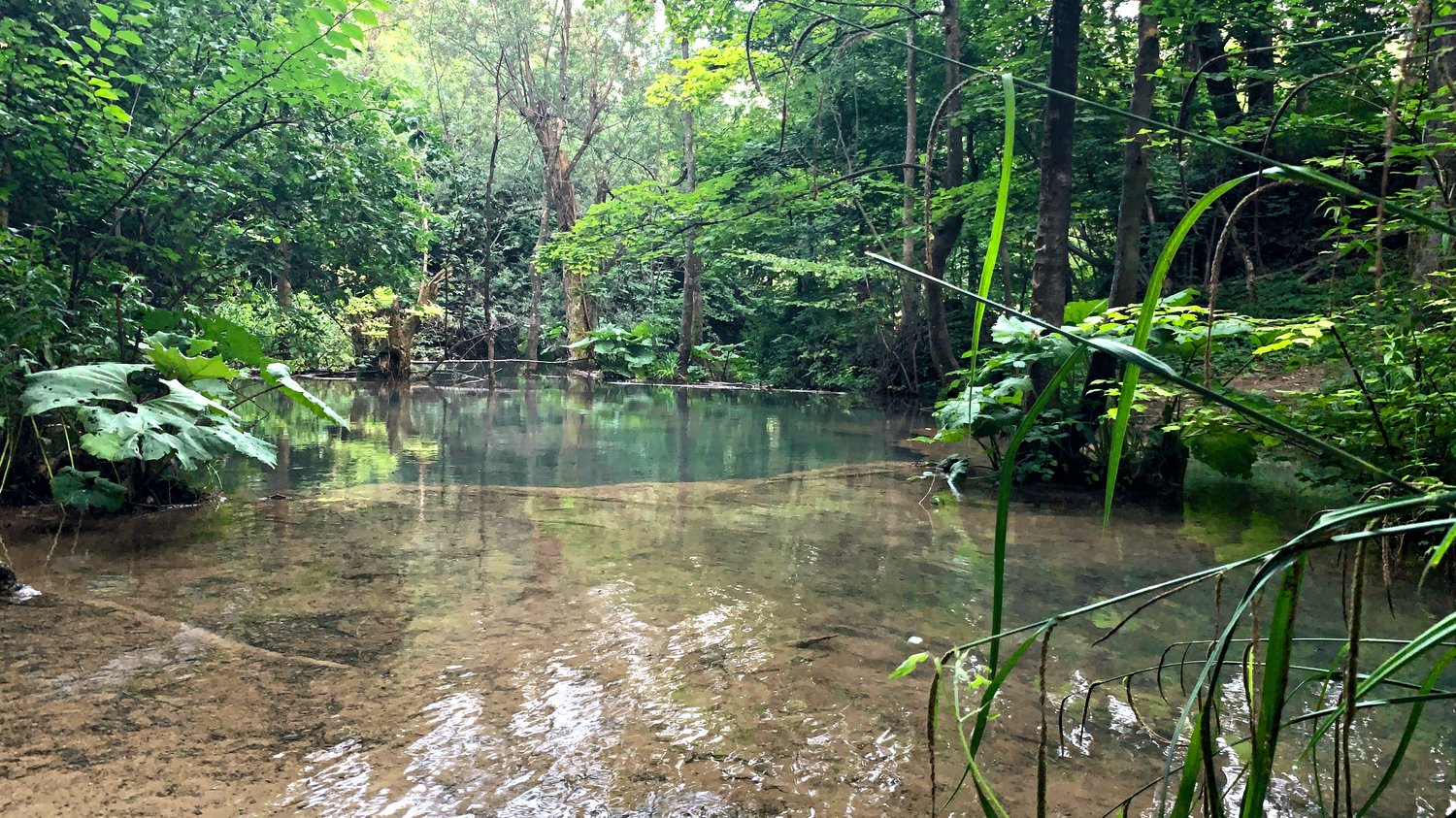 rainforest Images for website design or ads