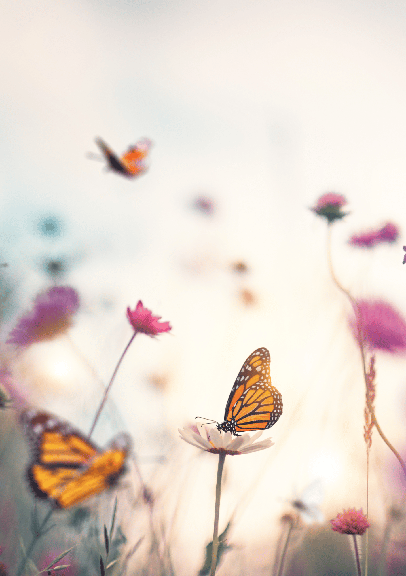 Three monarch butterflies fluttering around pink wildflowers in a sunlit field — Work With Me page on iamisabelbar.com