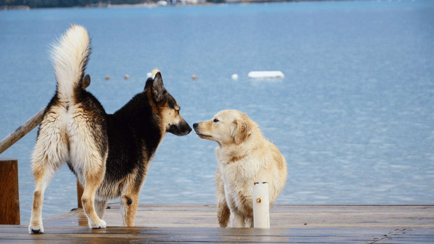 adolescência canina, socialização canina, canine adolescence, socialization
