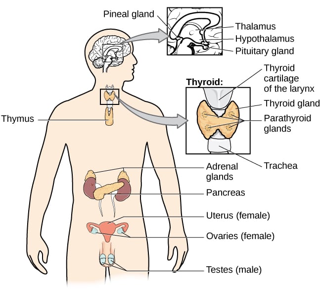 the endocrine system