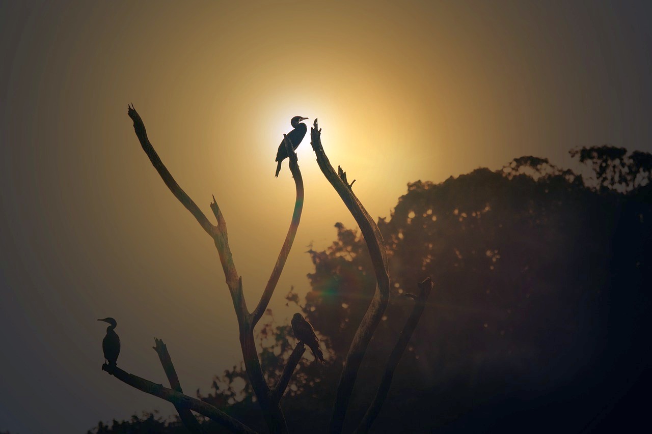 Pájaro, silueta y hora dorada
