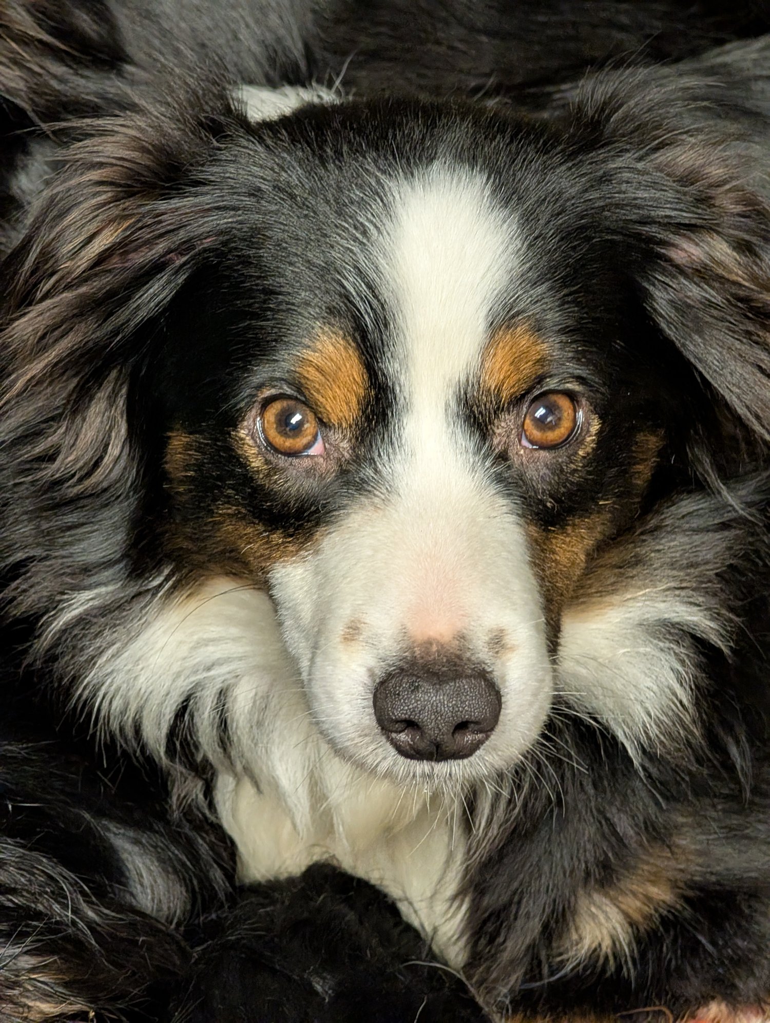 Mini Australian Shepherd, Remi