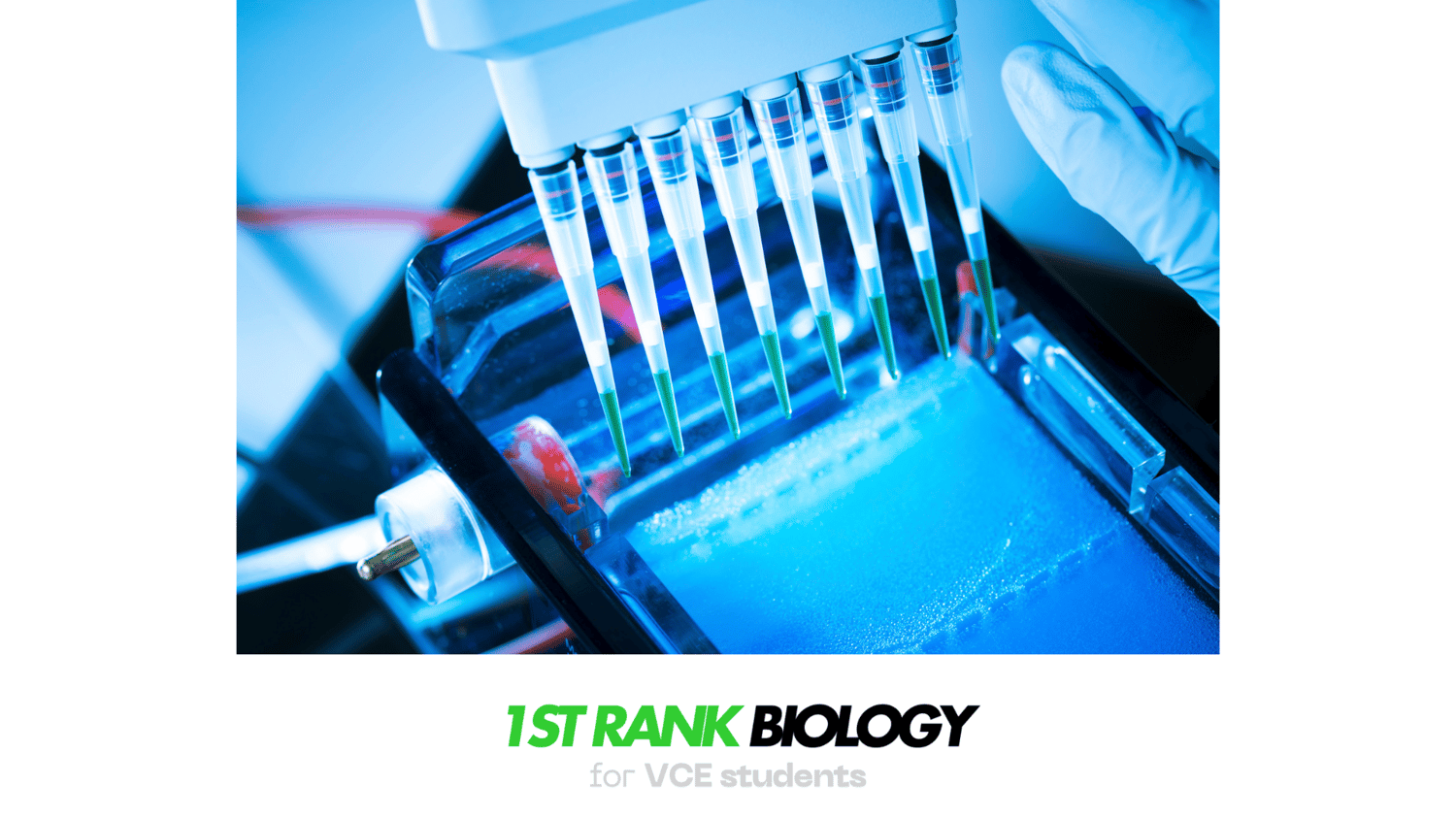 gel electrophoresis and PCR for VCE Biology