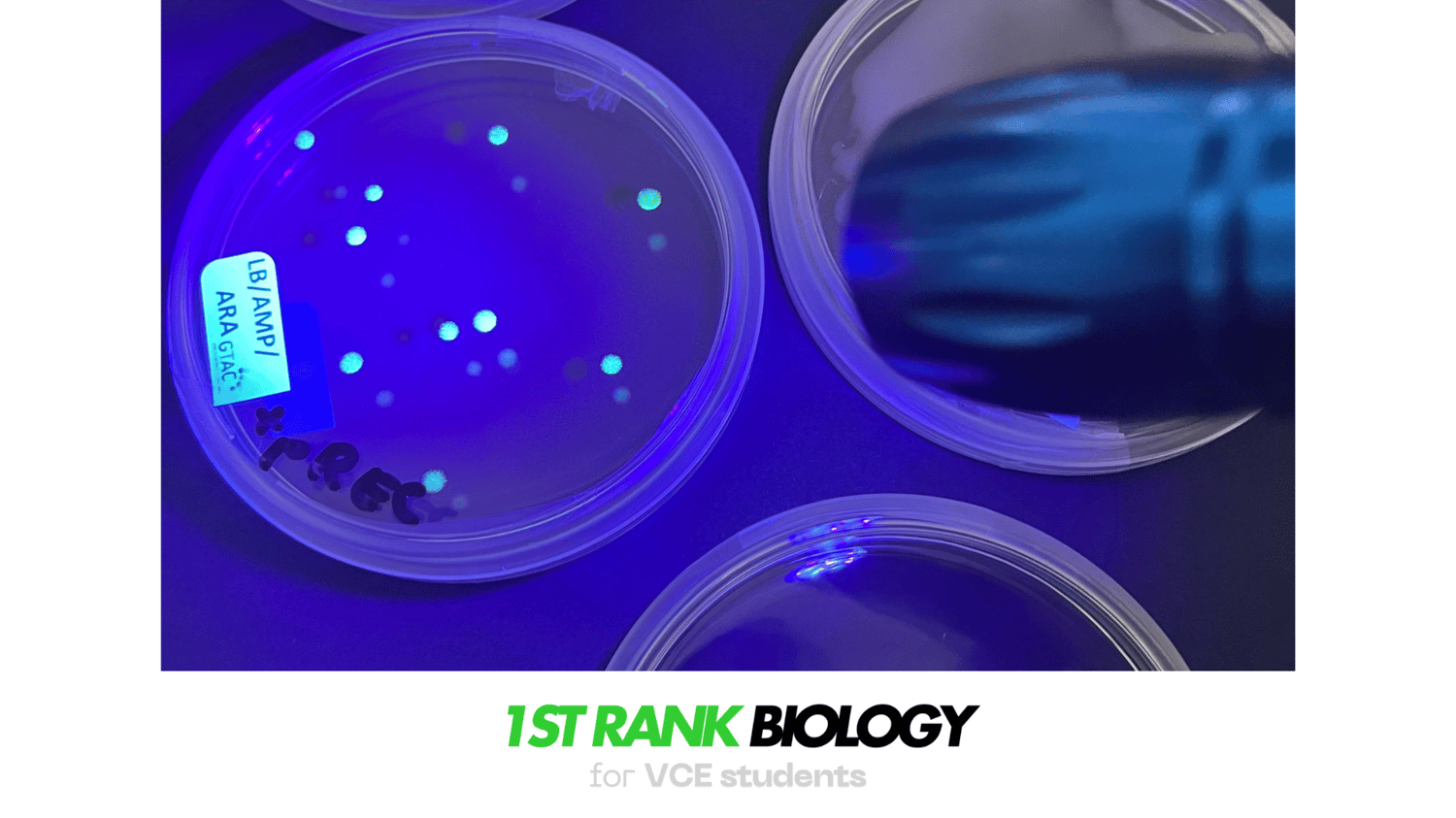 bacterial transformations VCE Biology enzymes plasmids and study tips