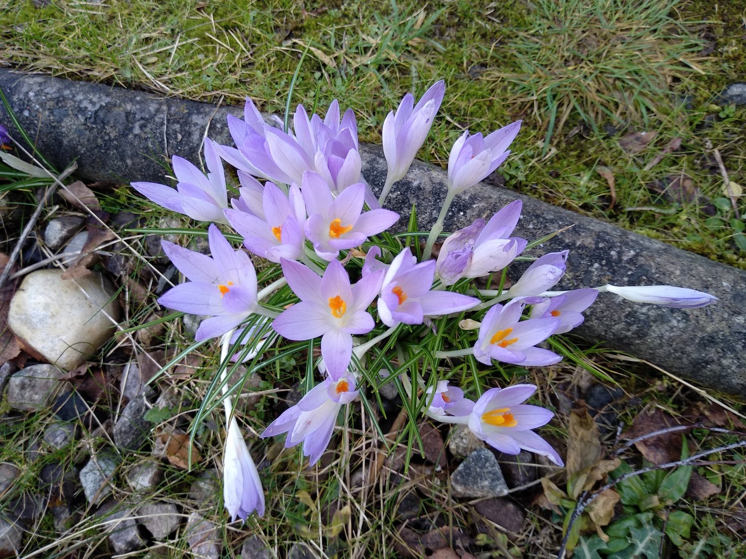 purple crocuses with orange centres growing in the unlikely spot of a gravel drive