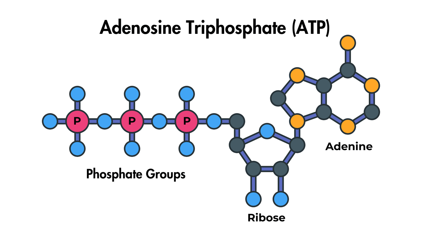 ATP adenosine triphosphate VCE Biology