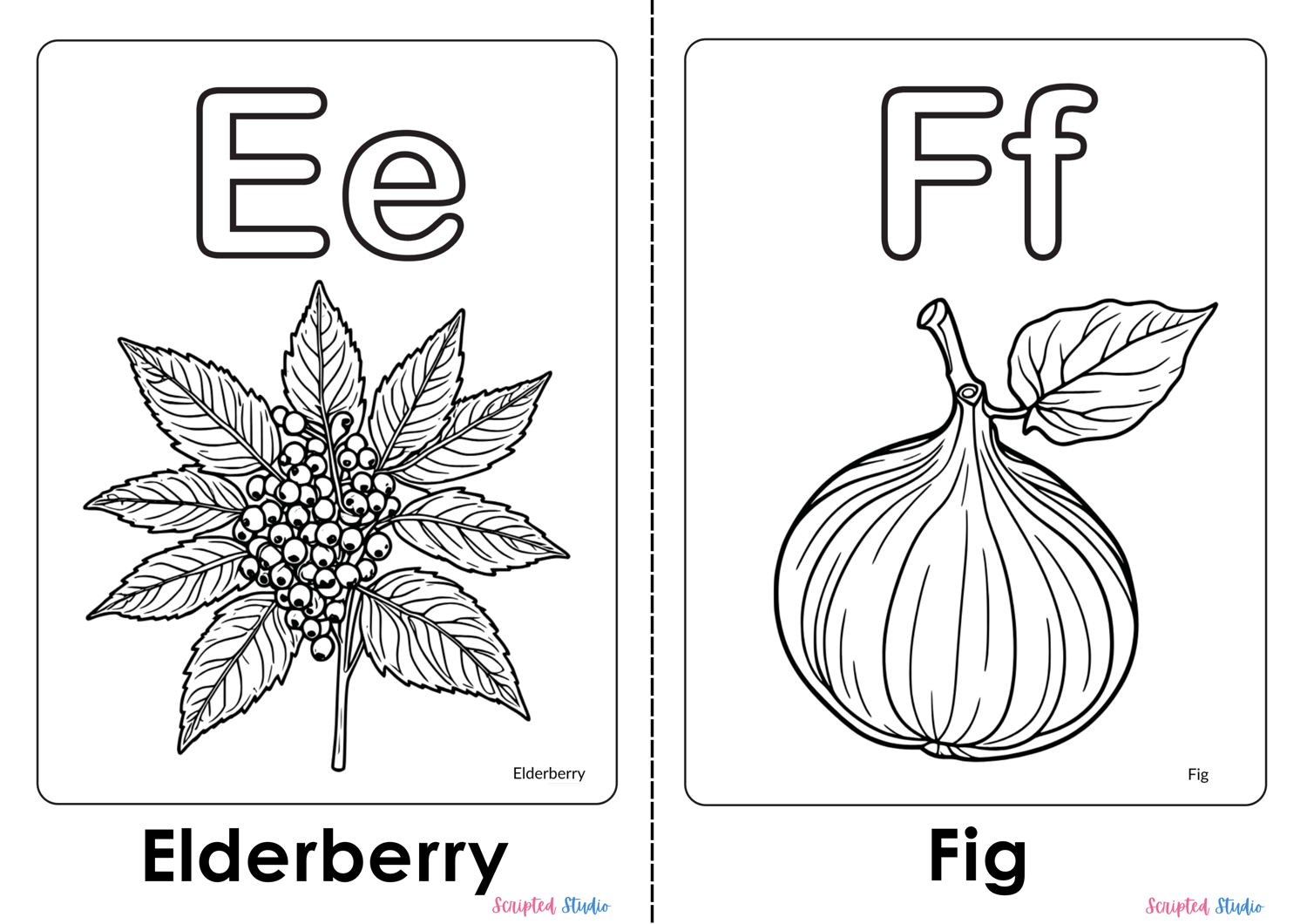 A colorful illustration of an uppercase and lowercase Coloring Flashcards for letters Ee and Ff