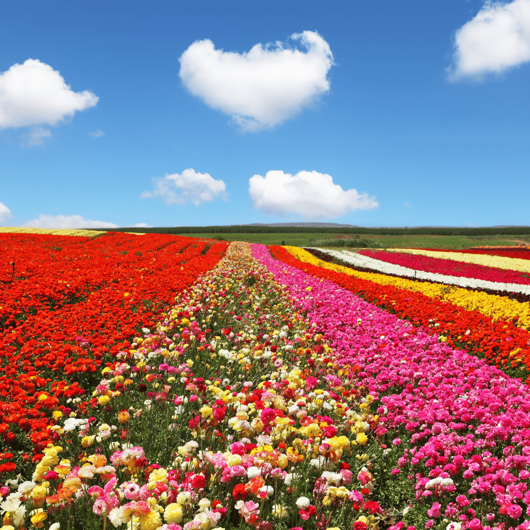 you are a beautiful flower blossoming in the field