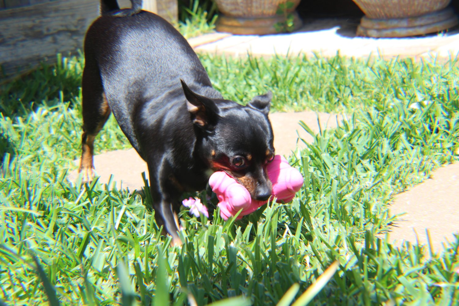 Tiny my pupper