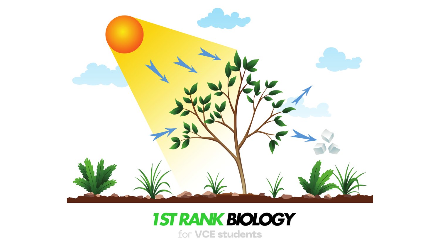 biochemical pathways study tips VCE Biology