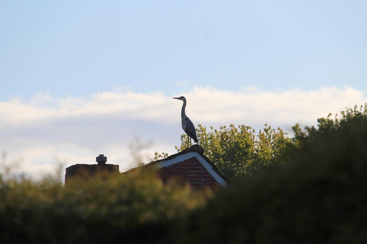 Heron, pájaro y garza