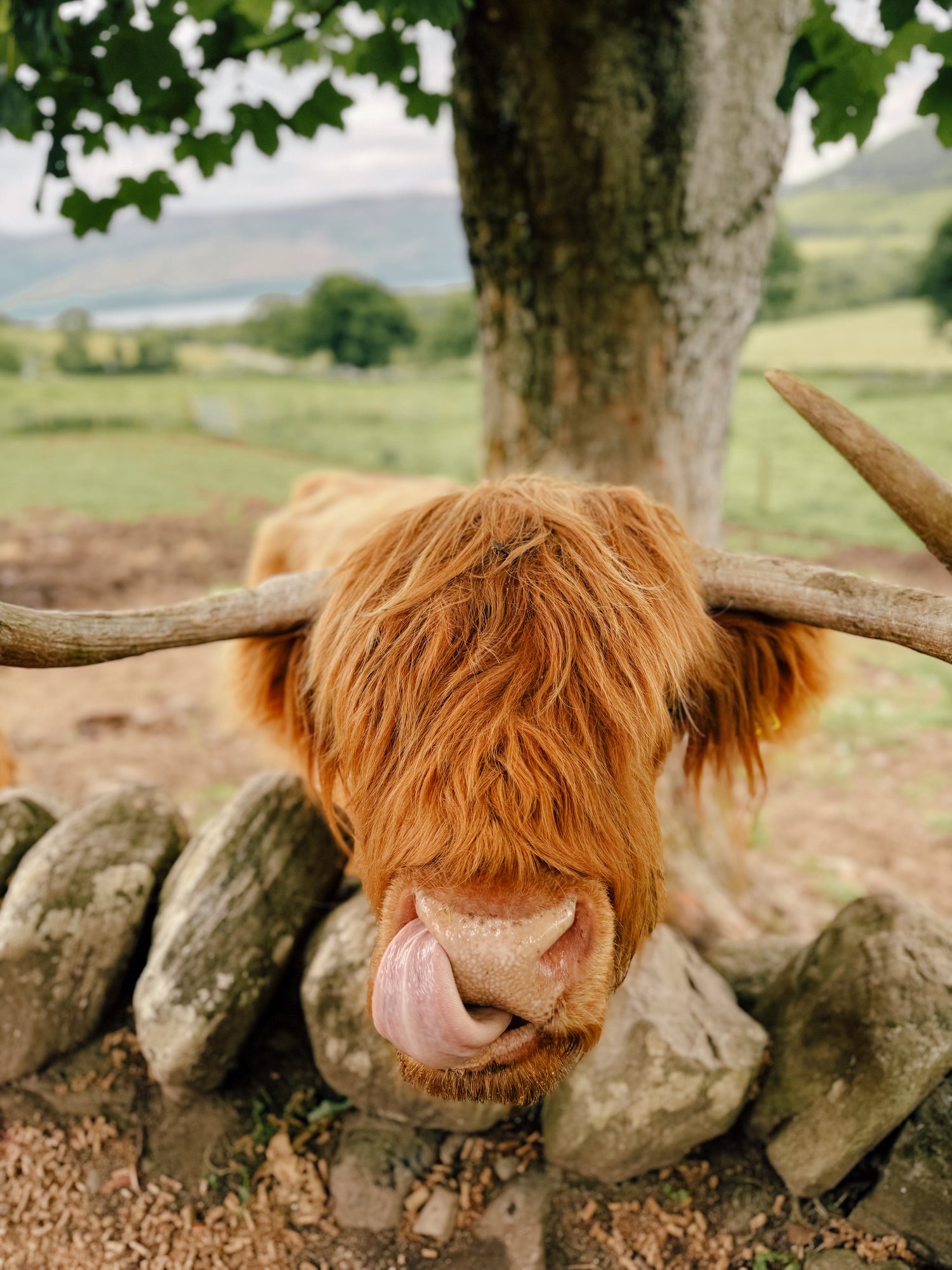 A highland cow sticks his tongue out with rolling hills and trees behind him