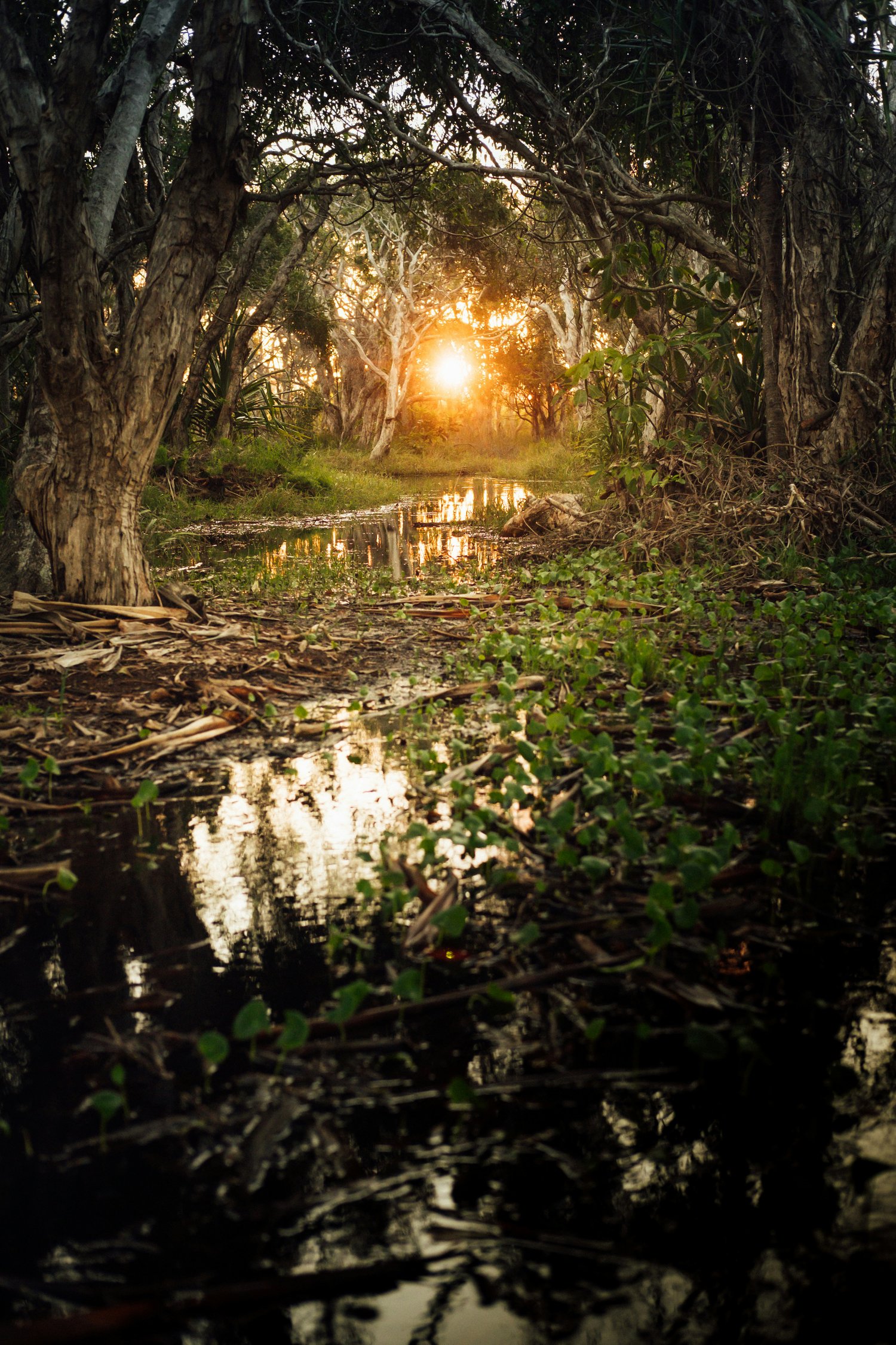 a stream through some woods with sun shining through