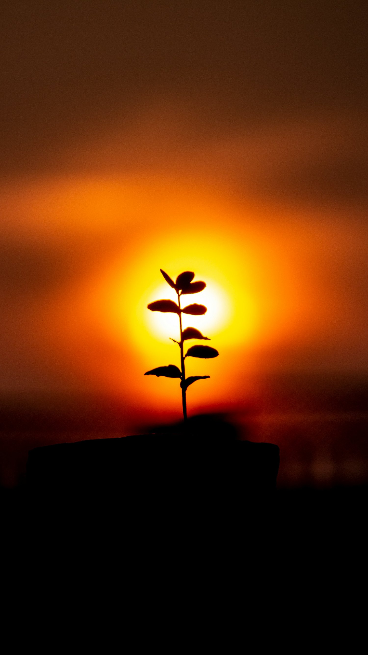 one plant against a sunset