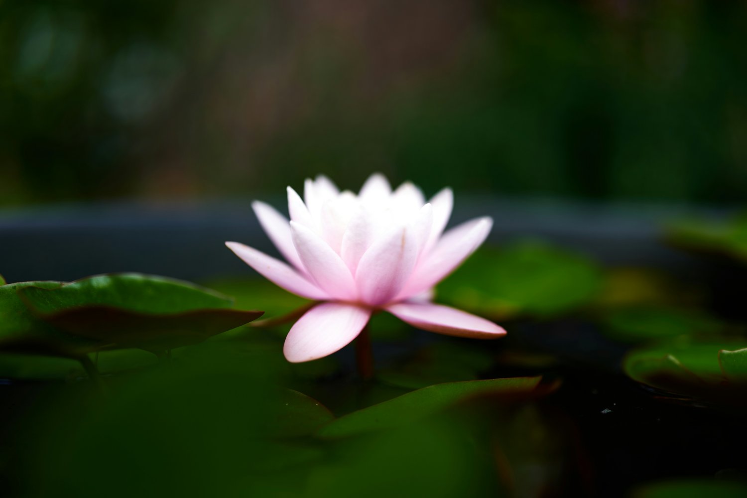 Foto de Hans Ripa en Unsplash