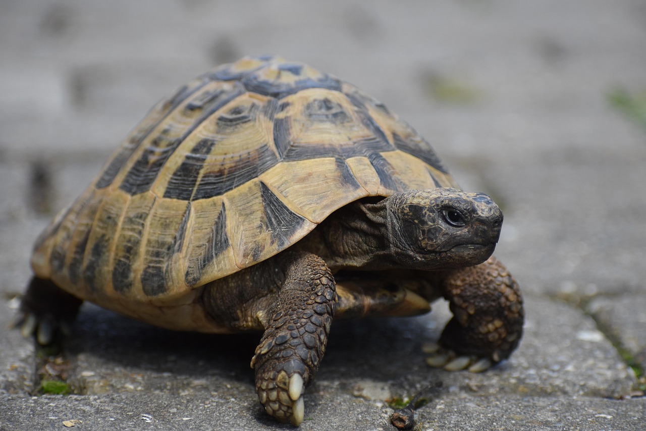 Tortuga griega y reptil